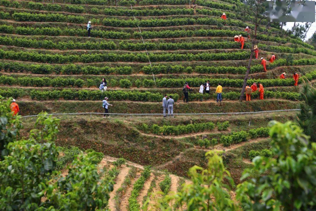 玳瑁山茶场最新招聘信息概览,玳瑁山茶场最新招聘信息