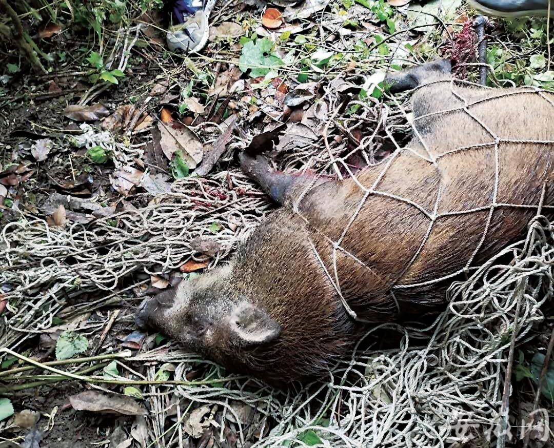 华阳河农场总场最新项目，引领农业现代化新潮流,华阳河农场总场最新项目